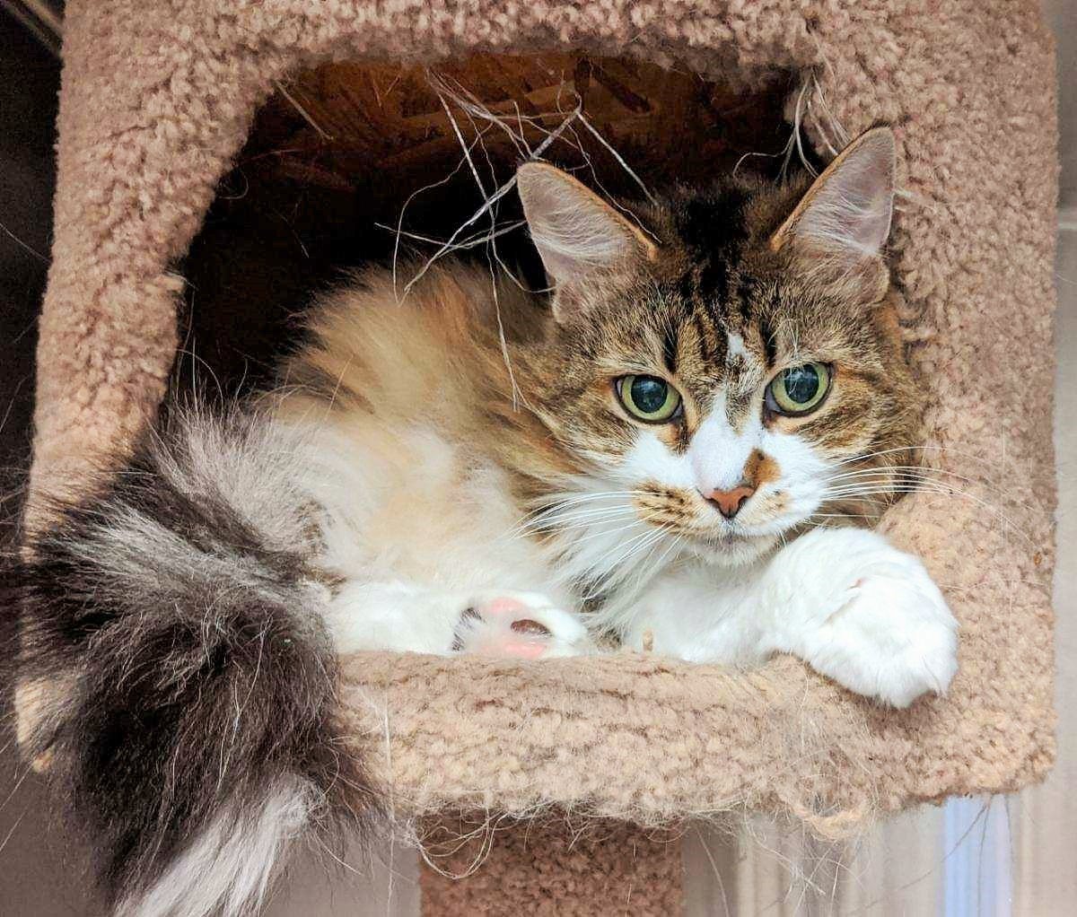 North Attleborough Animal Shelter Pet of the Week North Star Reporter