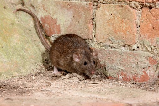 Brown rat, Rattus norvegicus, captive, August 2009